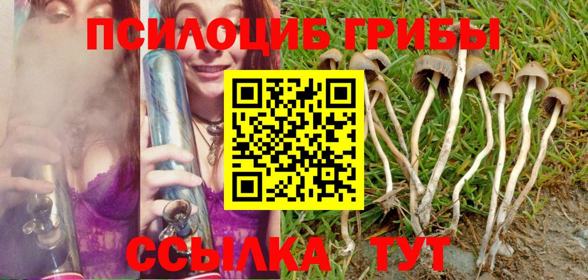 Шебекино  Галлюциногенные грибы Cubensis  Вход с VPN 